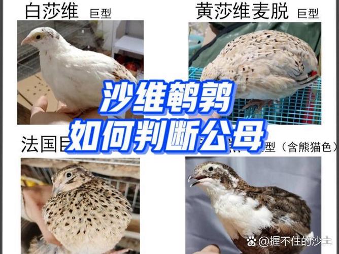 一支麦脱口秀哪里能看