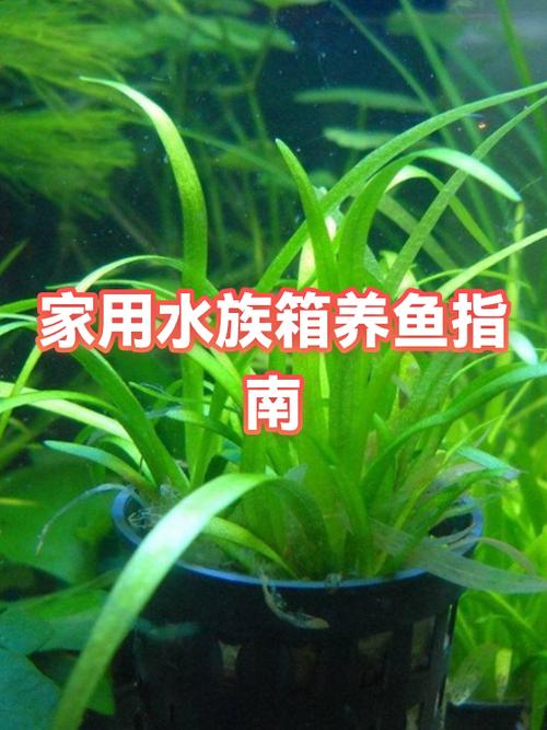 水族箱明日之后水族箱怎么做