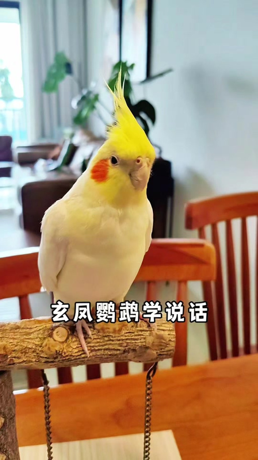 如何让玄凤鹦鹉学会说话缩略图