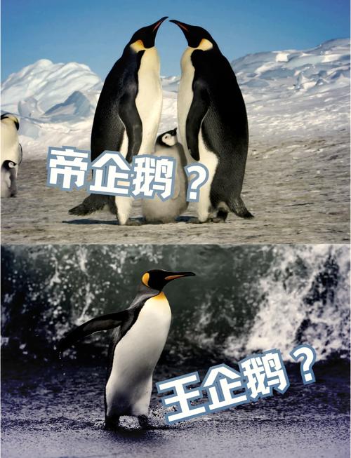 企鹅在玄学中的寓意缩略图