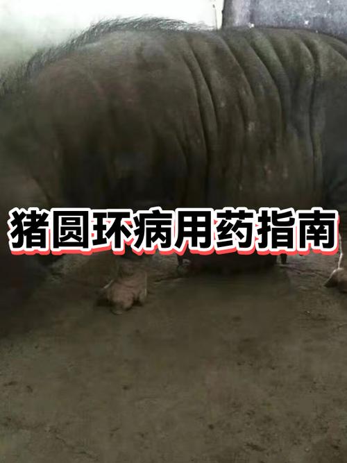 猪圆环症状图片