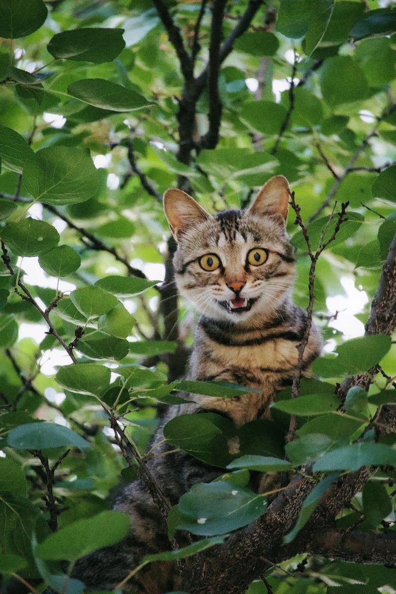 坏猫猫搜索最新版本缩略图