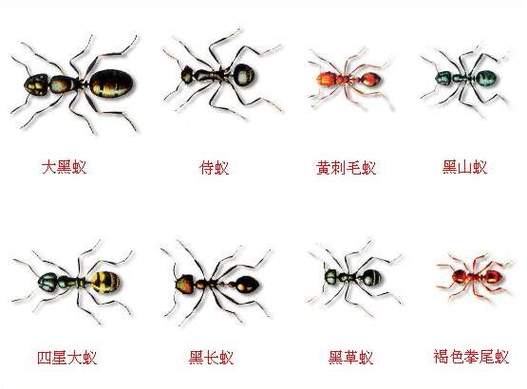 蚂蚁一共有多少种缩略图