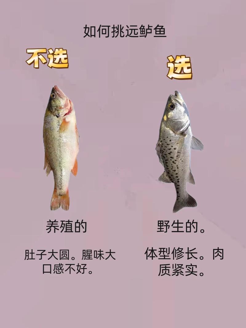 正常鲈鱼一般多大