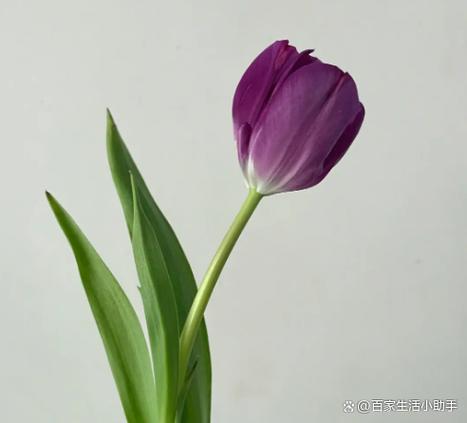 花店广告文案