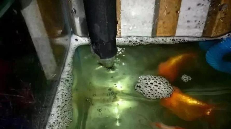 鱼缸腥味太重怎么办游戏截图