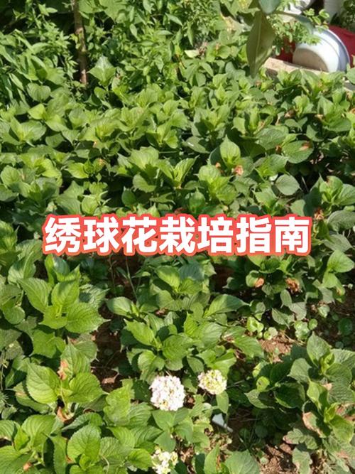 地栽绣球花种植方法图标