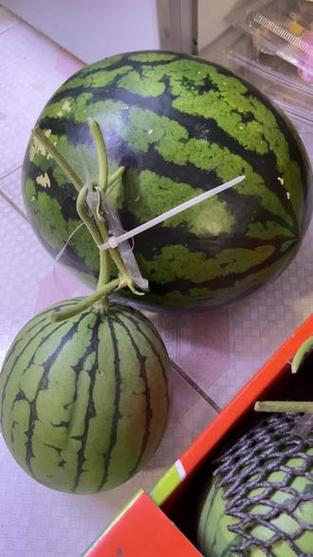 小大西瓜