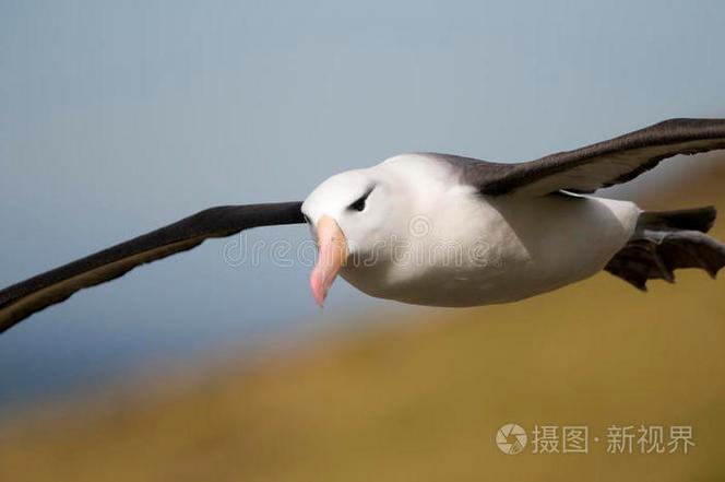 下载简单飞机缩略图