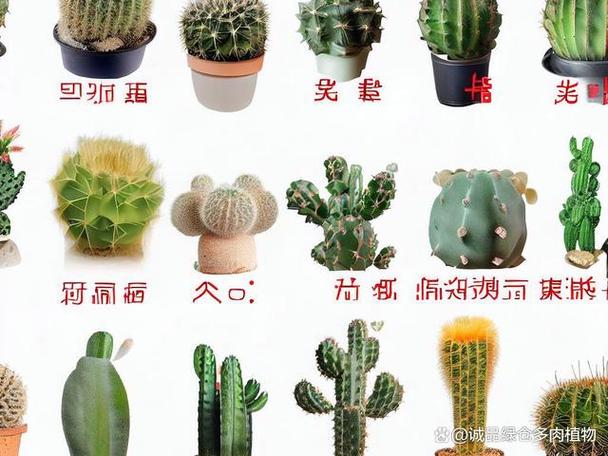 仙人掌的外形特点图标