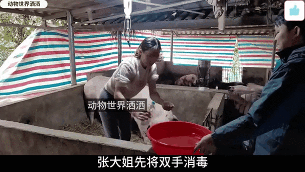 大姐代表什么动物
