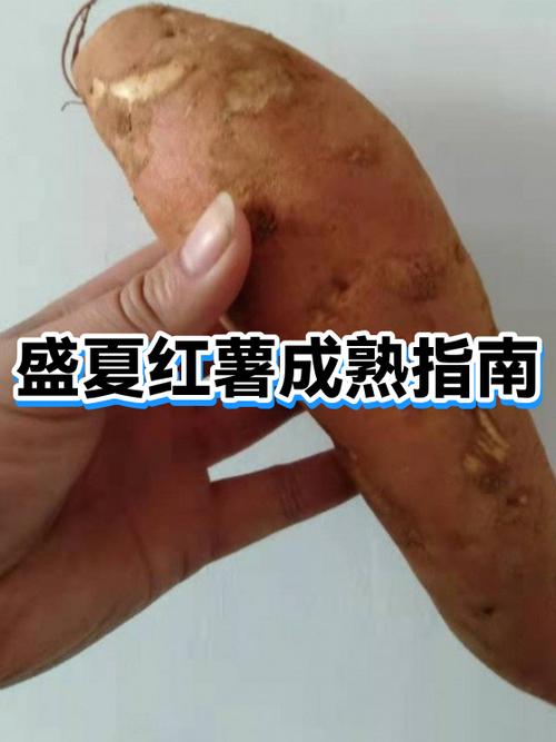 烟薯和龙薯9哪个好吃