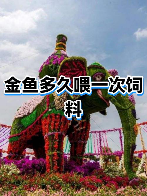 小金鱼多久喂一次缩略图