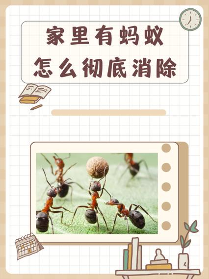 灭蚂蚁的最简单方法缩略图