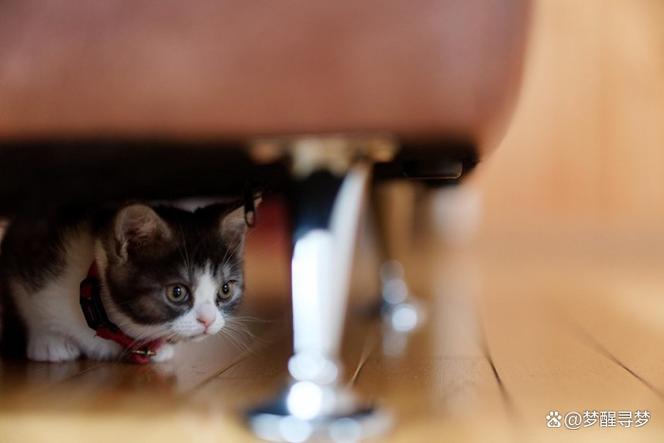 猫咪喜欢躲猫猫的原因缩略图