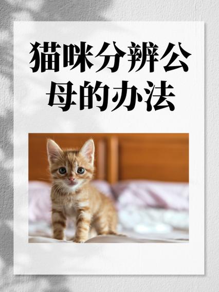 活体猫咪怎么邮寄