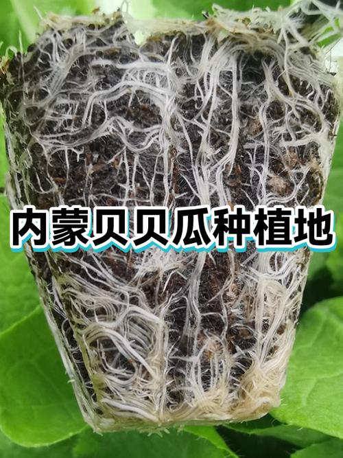 贝贝瓜是寒性还是热性