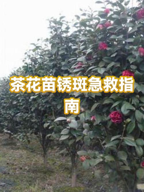 茶花叶子锈斑图片游戏截图