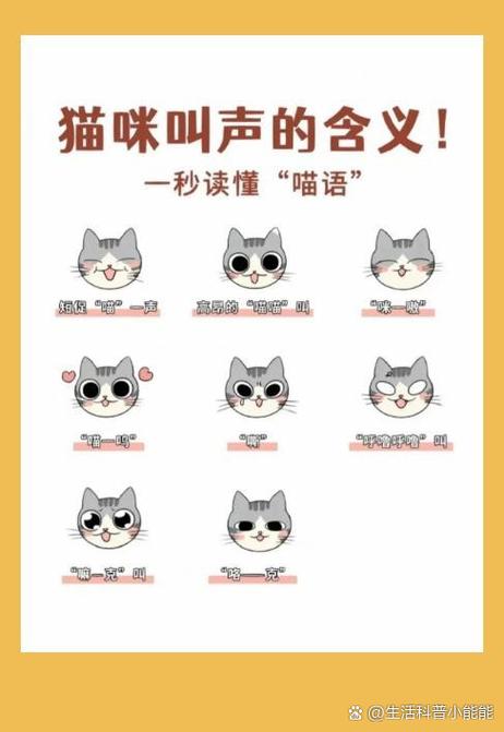 猫咪叫声播放录音视频缩略图