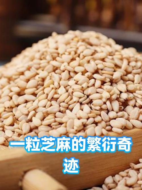 芝麻粒有30了怎么修复不了缩略图