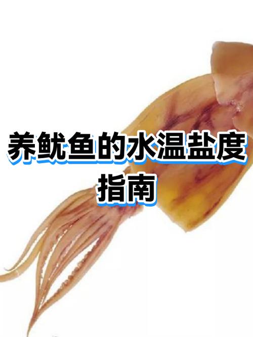 鱿鱼足煮多长时间图标