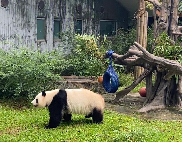 去成都看熊猫去哪里看最好