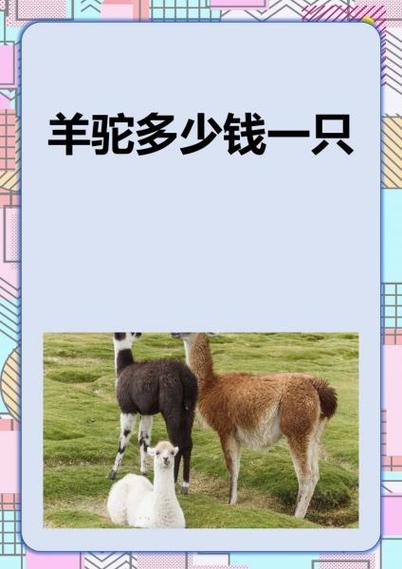 羊驼多少钱一只?在哪可以买到游戏截图