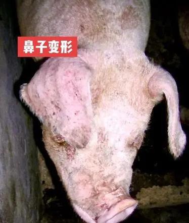 猪流鼻血怎么治疗方法