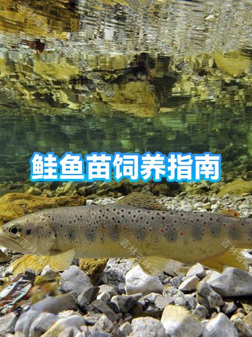 鲑鱼为何要尽量少吃游戏截图