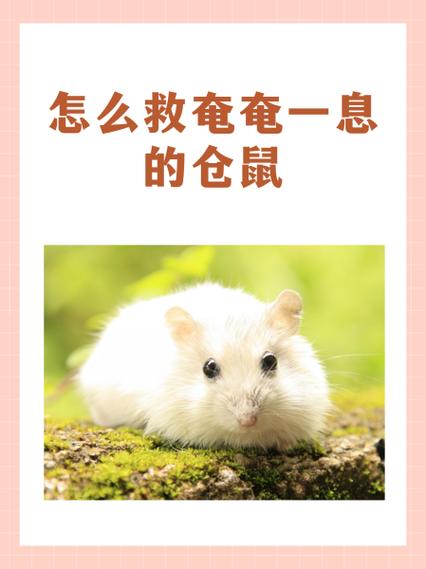 仓鼠死在家里找不到了会臭吗图标