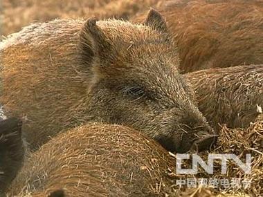 致富经养野猪缩略图