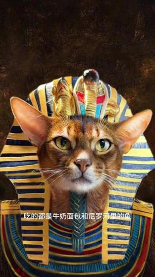 法老猫图片