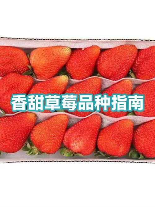 黑草莓和白草莓哪个好游戏截图