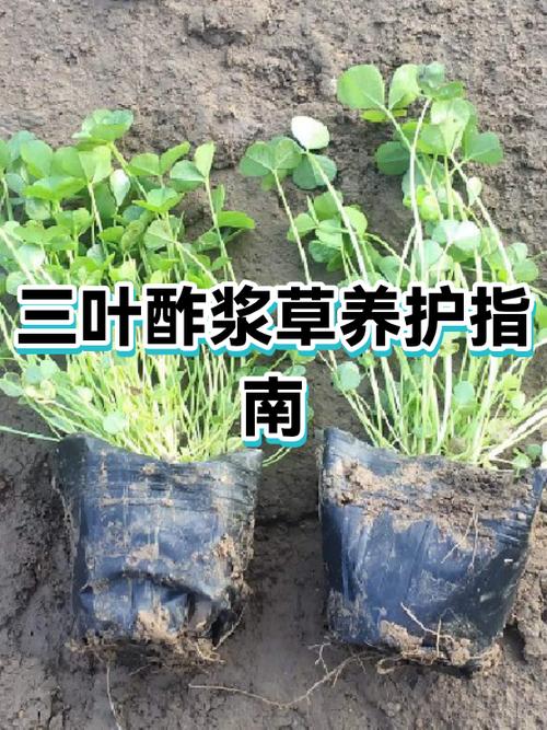 酢浆草放在卧室有毒吗