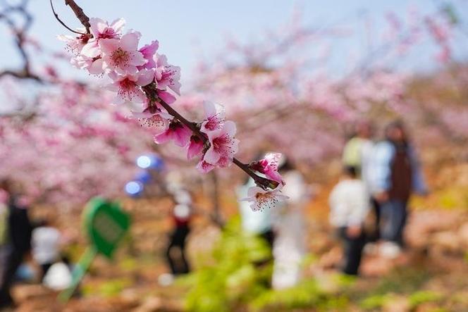 十里桃花缩略图