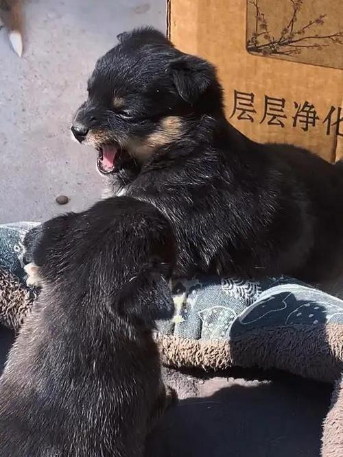 凶狗图片大全