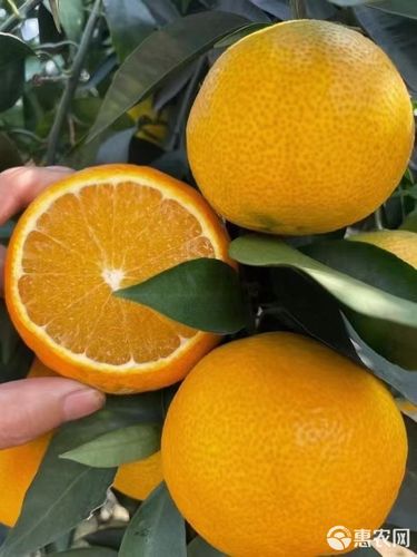 甜橙分在哪里查看