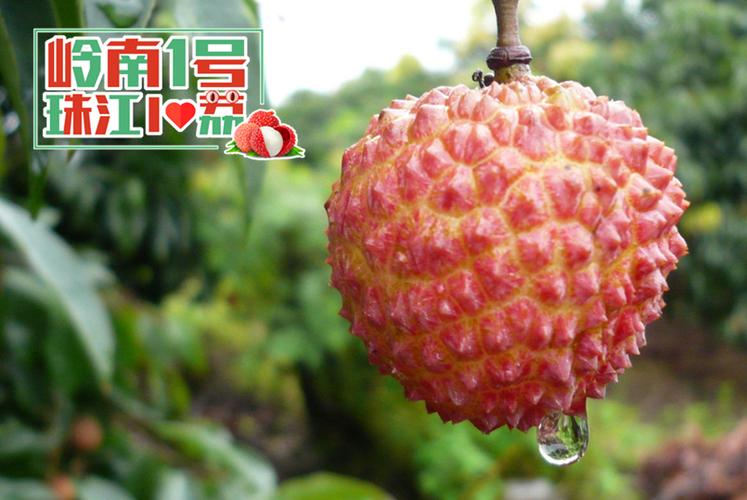 广东珠江荔枝网台缩略图
