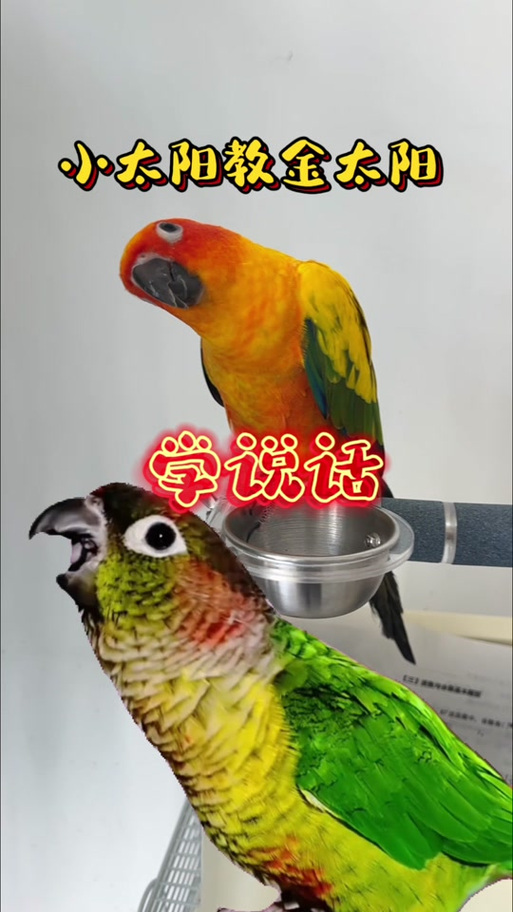 小太阳说话视频游戏截图