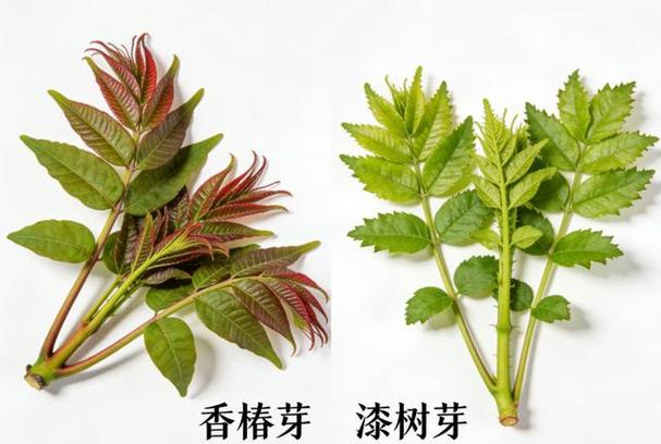 香椿伤肝还是养肝