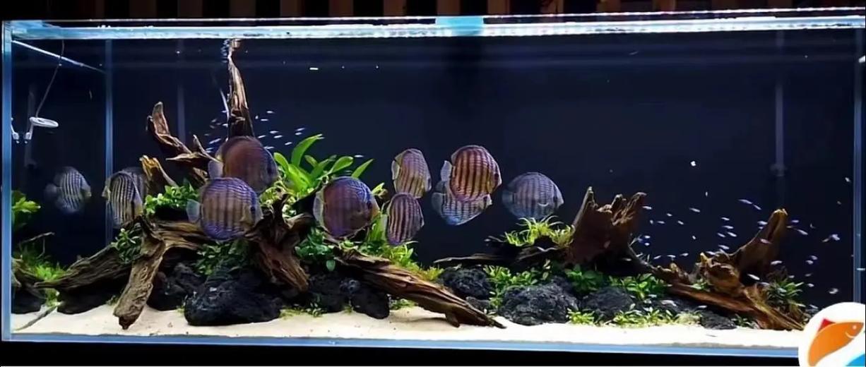 沉木鱼缸造景图片大全图标