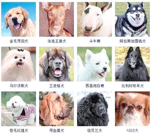 狗狗品种大全及图片缩略图