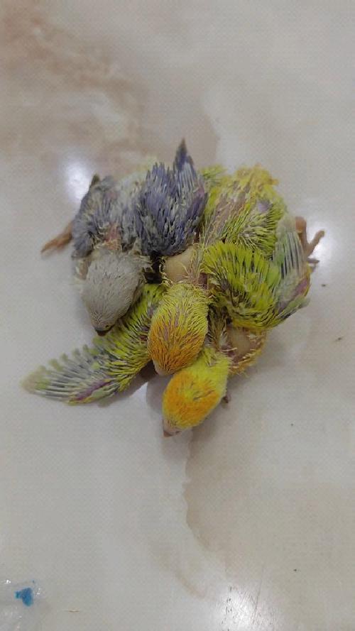 鹦鹉雏鸟缩略图