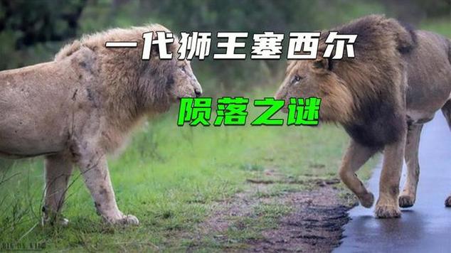 世界第一狮王是谁