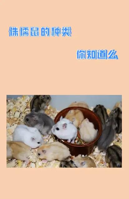 侏儒仓鼠为什么受欢迎