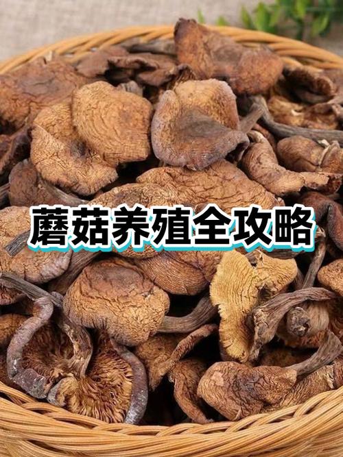 种蘑菇一年能挣多少钱