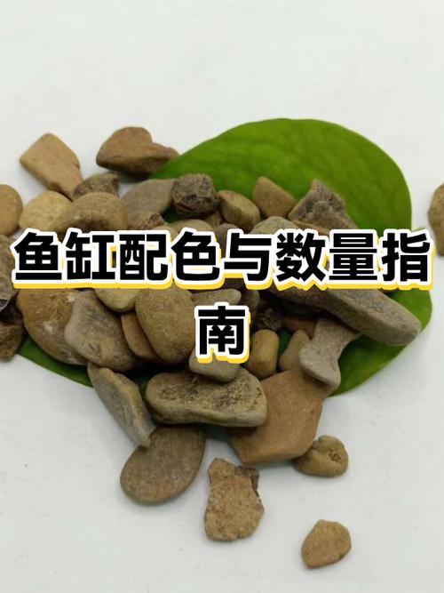 鱼缸底部什么颜色最好