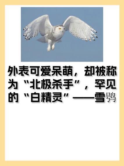雪鸮比喻什么样的人缩略图