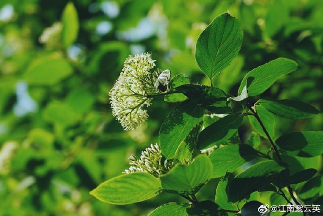 陌上花开生发公司图标