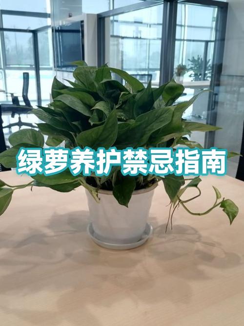 花盆的忌讳游戏截图